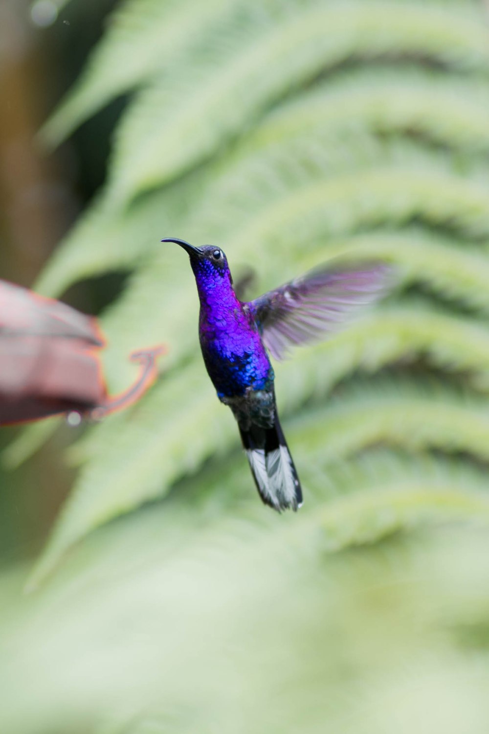 Costa Rica (510 of 551)